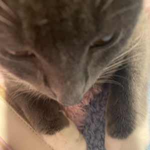 Meet your Posher, Coca